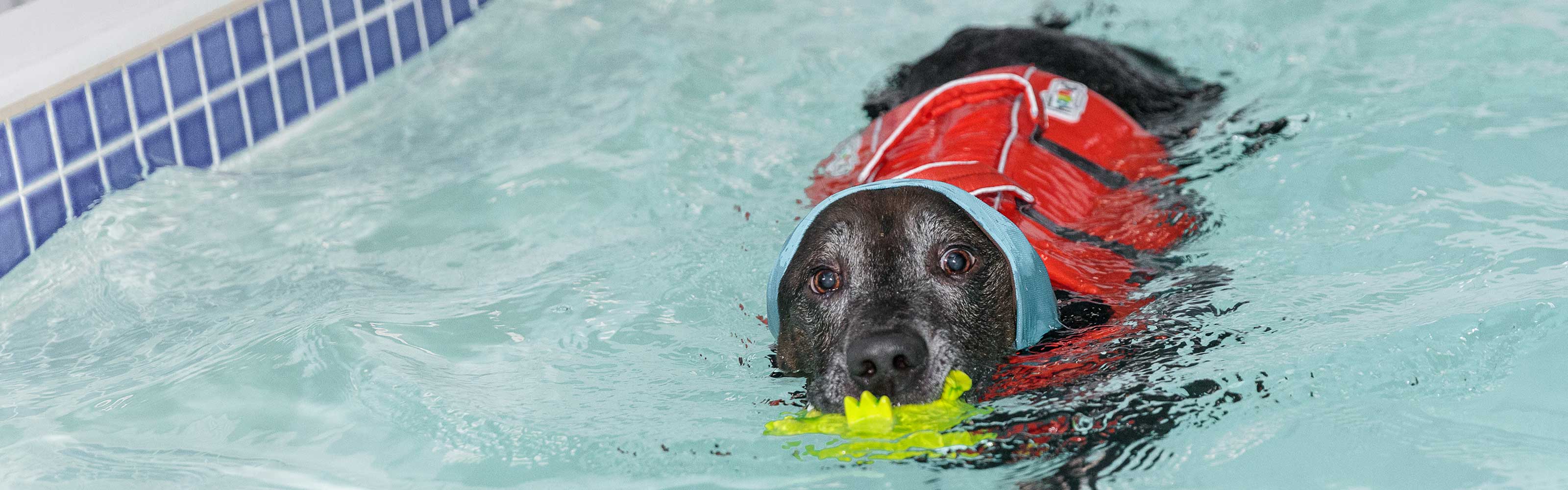 Photo by Clooney Dog & Friends 