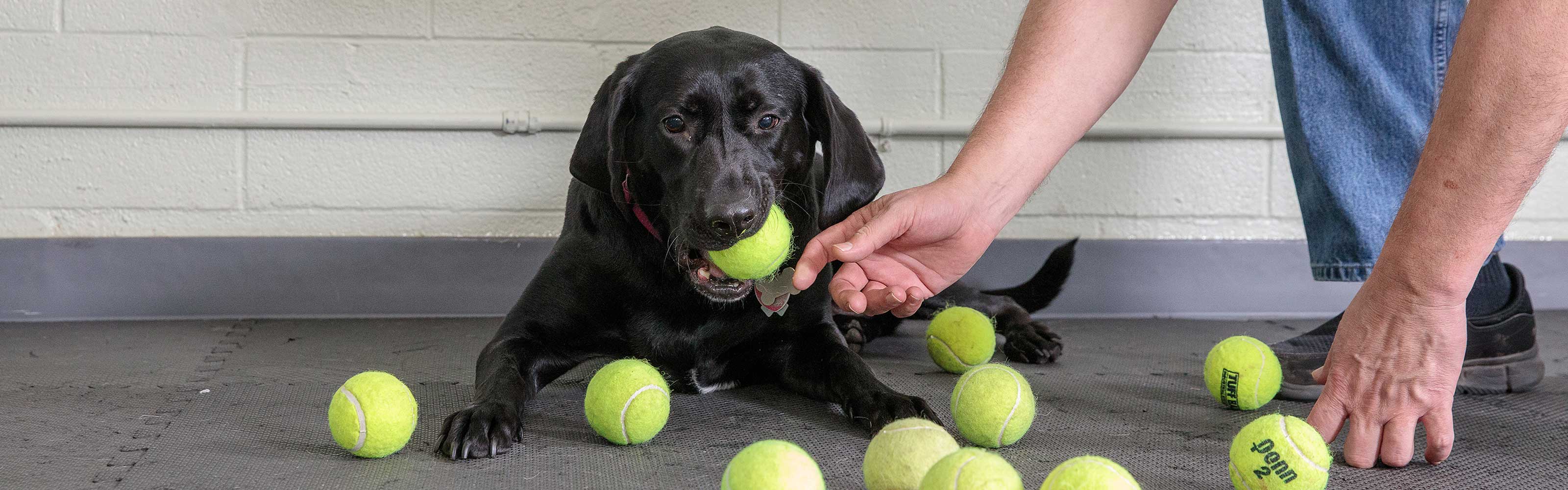 Photo by Clooney Dog & Friends