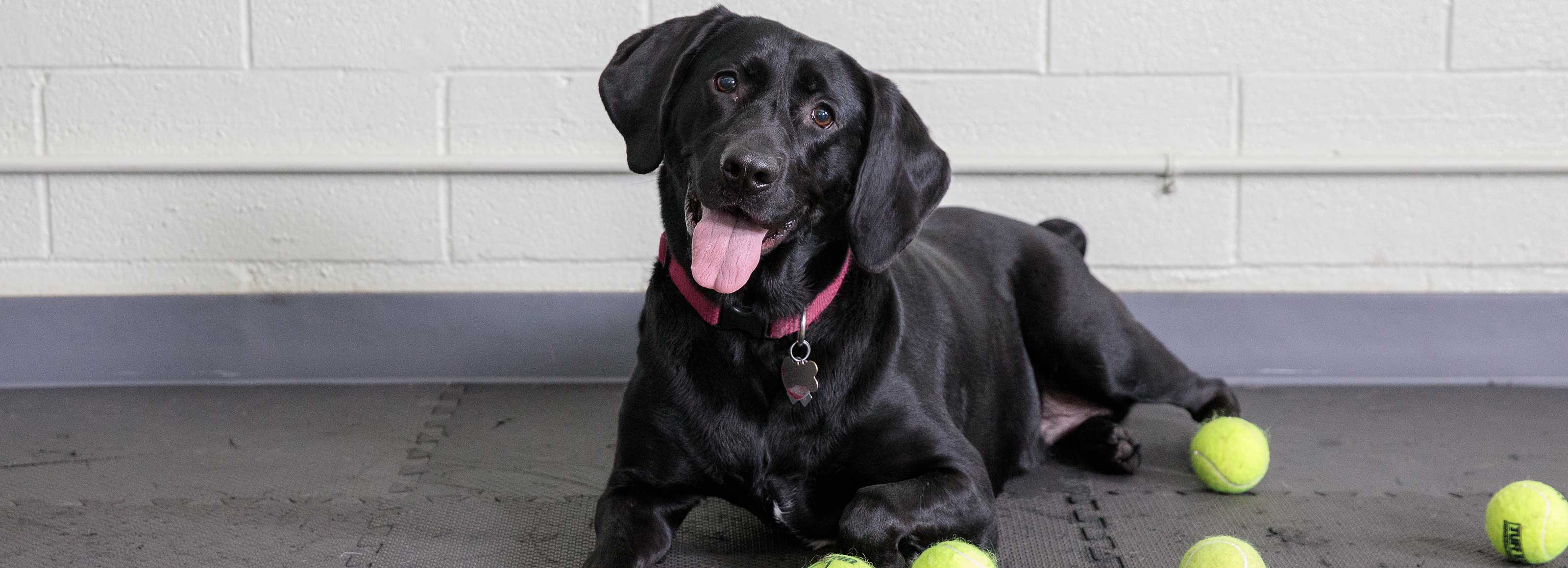 Photo by Clooney Dog & Friends