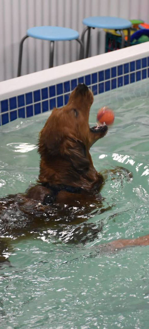 Canine Pool Services