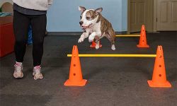 Canine Gym