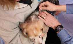 Canine Acupuncture