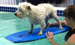 Canine Pool Services